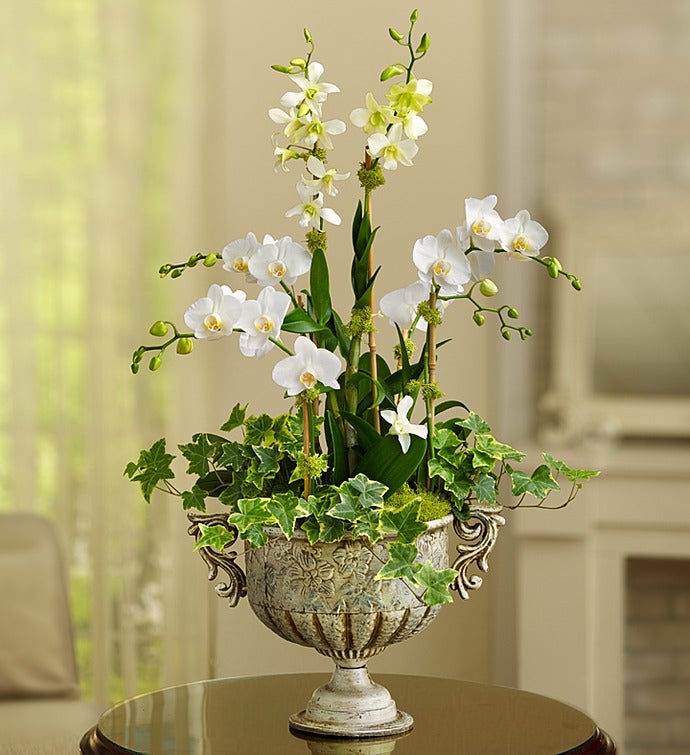 Luxurious Orchid Garden