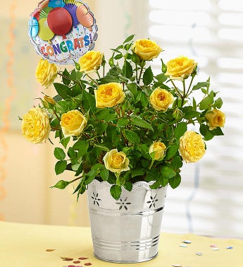 Congratulations Rose Plant