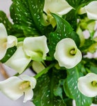 Sophisticated White Calla Lily