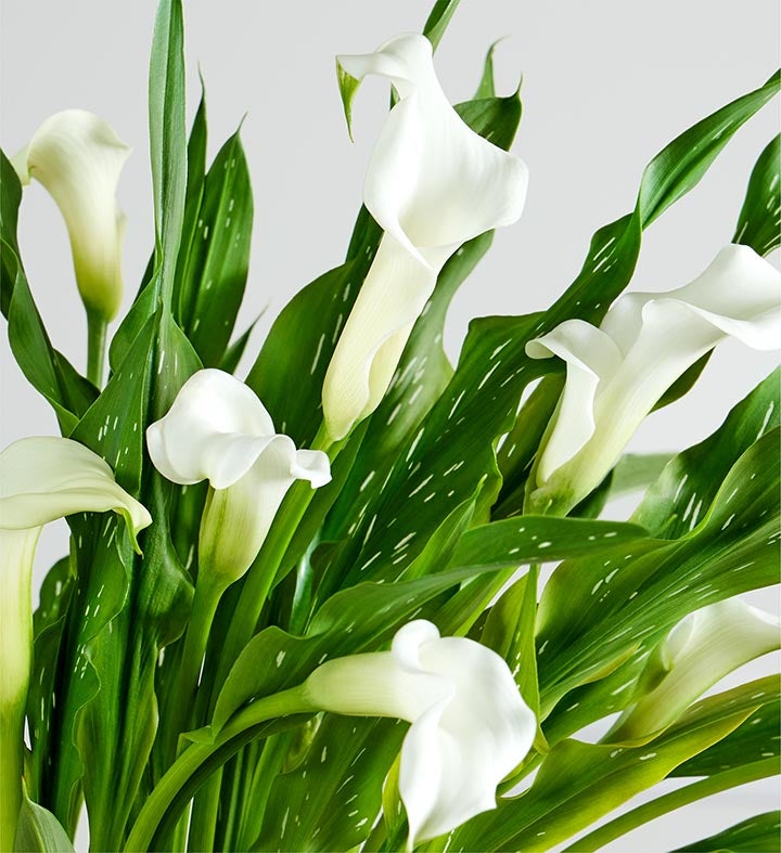 Sophisticated White Calla Lily