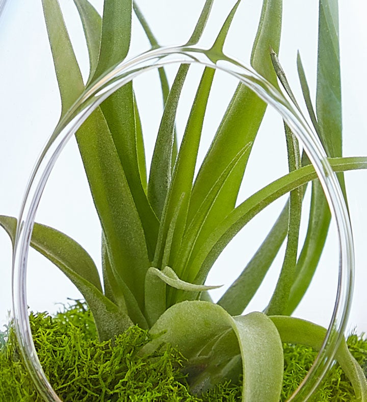 Airplant Terrarium