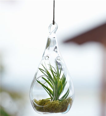 Airplant Terrarium