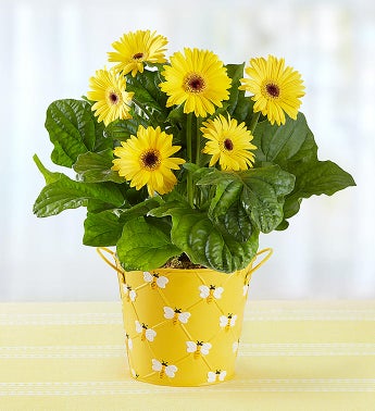 Happy Bee Gerbera Daisy