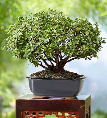 Azalea Bonsai 8-Year Specimen