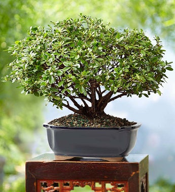 Azalea Bonsai 8-Year Specimen