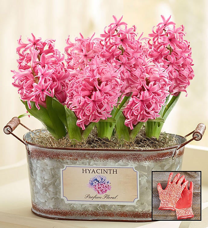 Heavenly Hyacinth + Free Gloves
