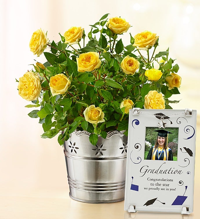 Graduation Yellow Rose