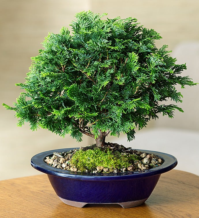 Dwarf Hinoki Cypress Bonsai