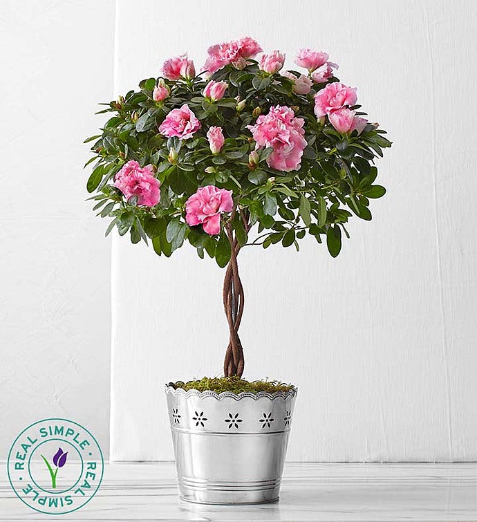 Azalea Topiary by Real Simple®