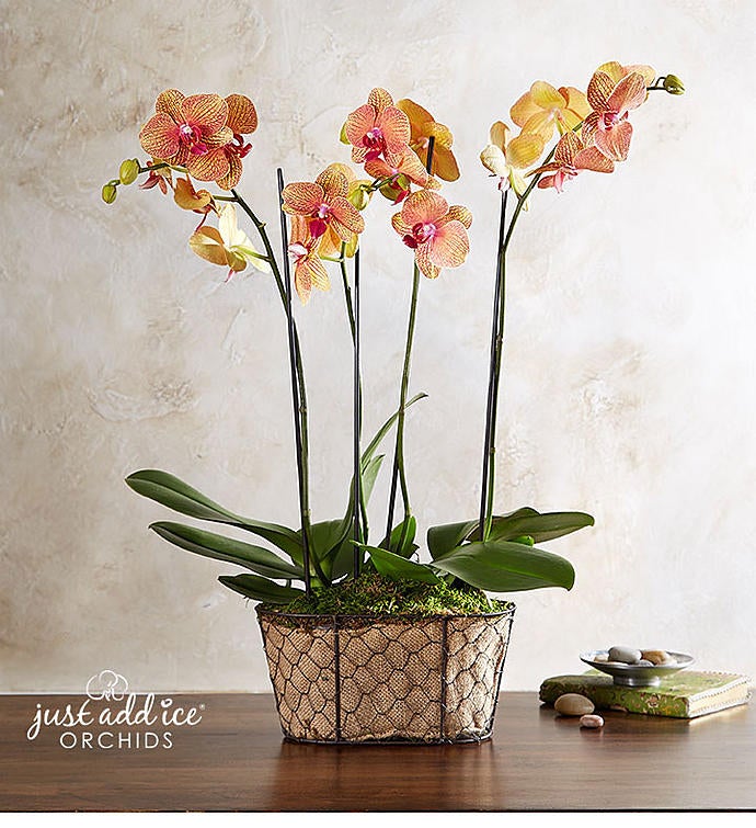 Sunset Garden Orchid