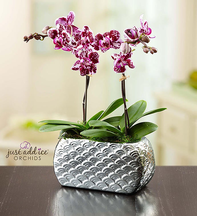 Violet Opulence Orchid
