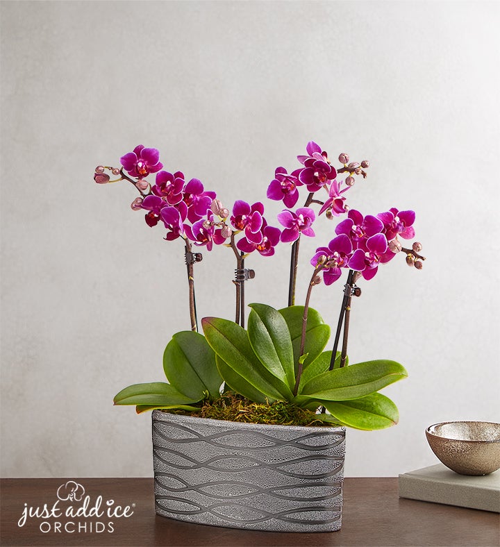 Violet Opulence Orchid