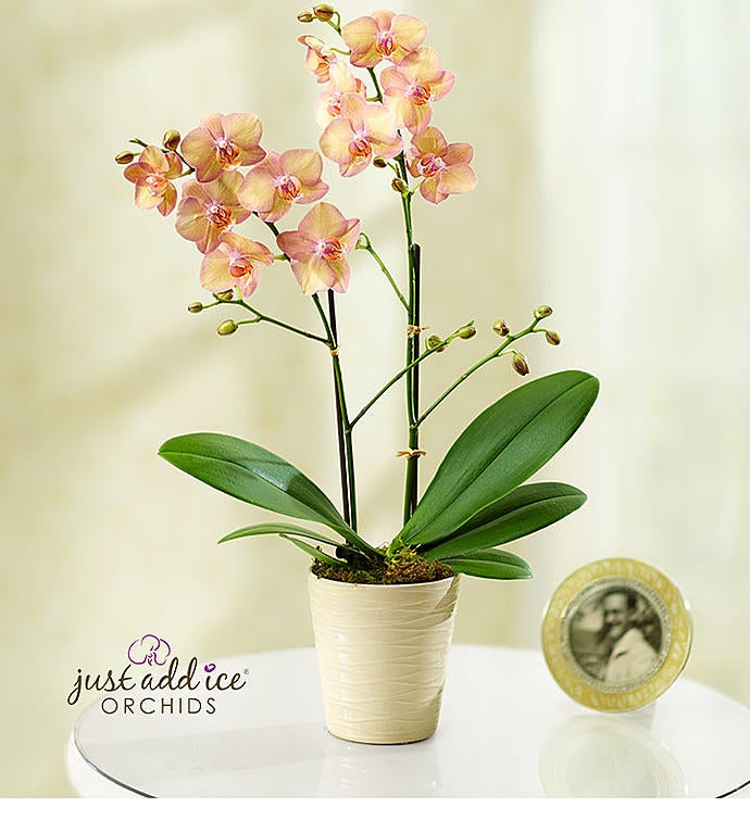 Artistic Splendor Orchid