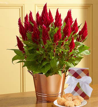 Spectacular Fall Celosia