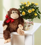 Hang in There Rose Plant