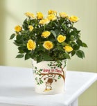 Hang in There Rose Plant