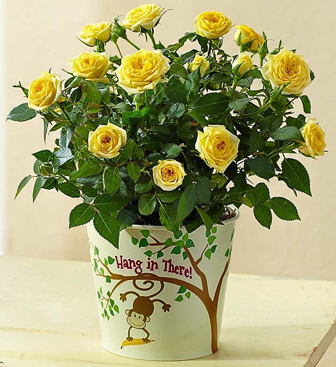 Hang in There Rose Plant