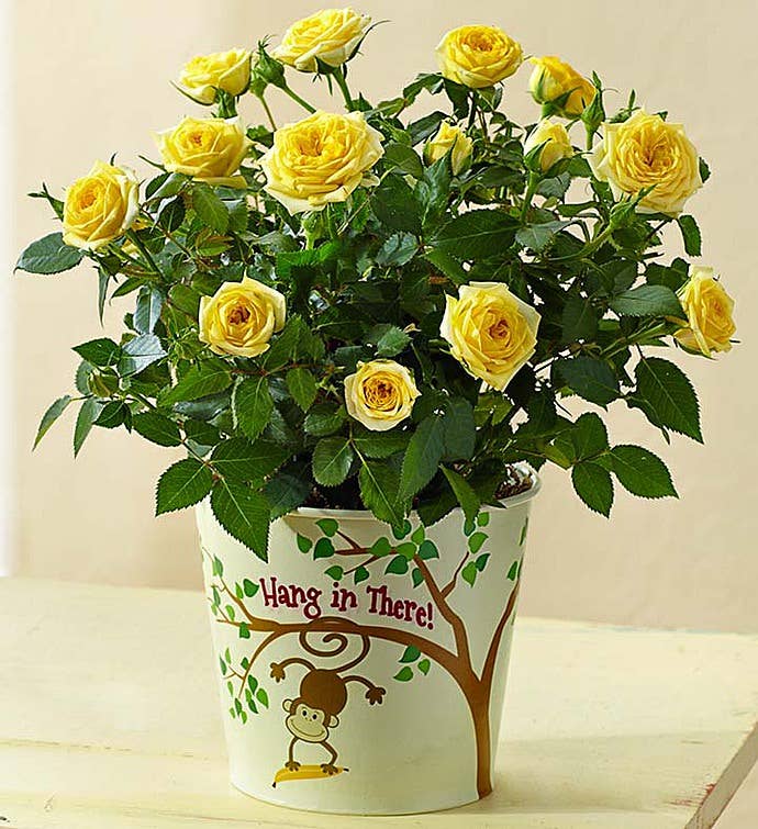 Hang in There Rose Plant