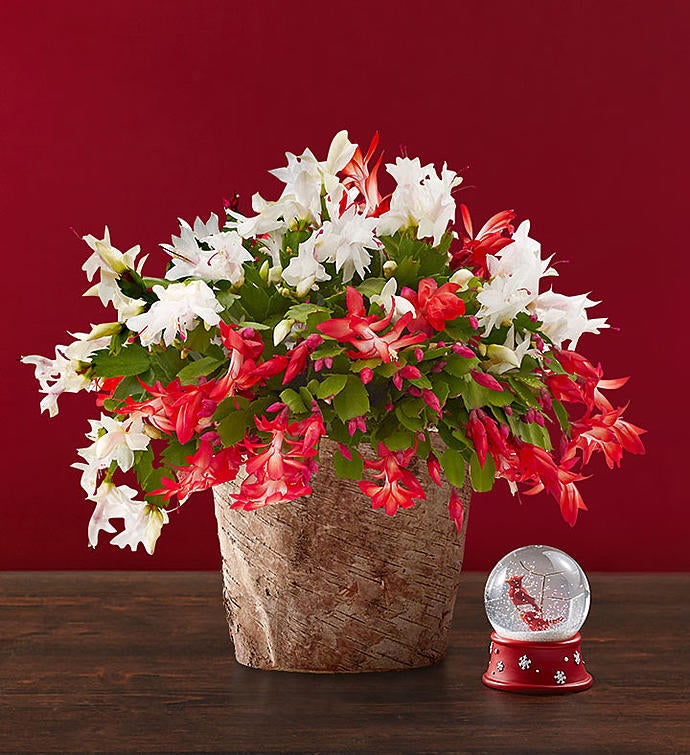 Candy Cane Christmas Cactus Plant 