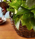 Butterfly Chime Dish Garden