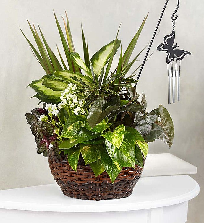 Butterfly Chime Dish Garden for Sympathy