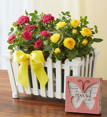 Charming Rose Garden