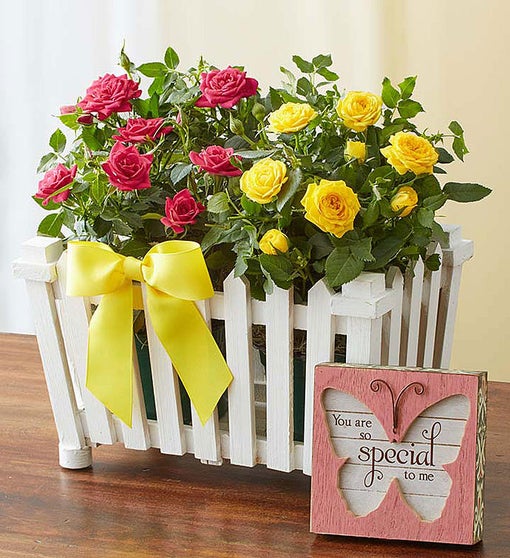 Charming Rose Garden