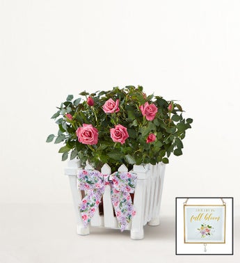 Charming Rose Garden