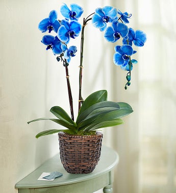 orchid flowers plants bouquets