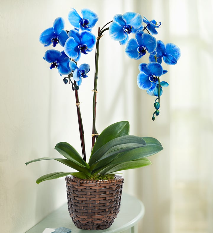 Beautiful Blue Phalaenopsis Orchid + Free Shipping