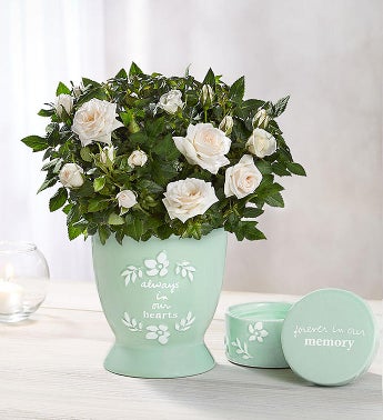 Heartfelt Memory Rose Plant