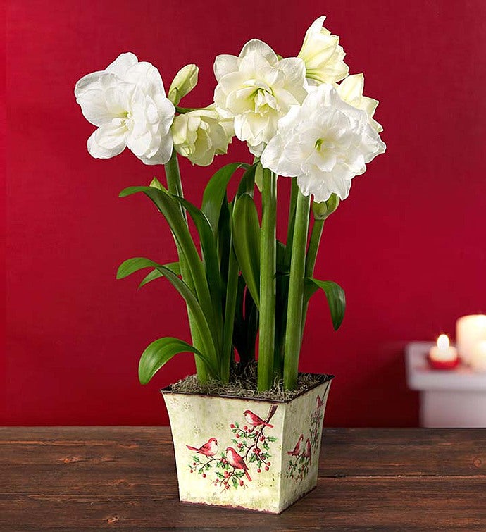 Winter White Amaryllis