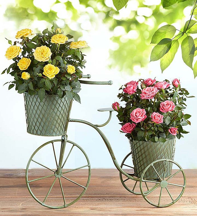 Bicycle of Blooms