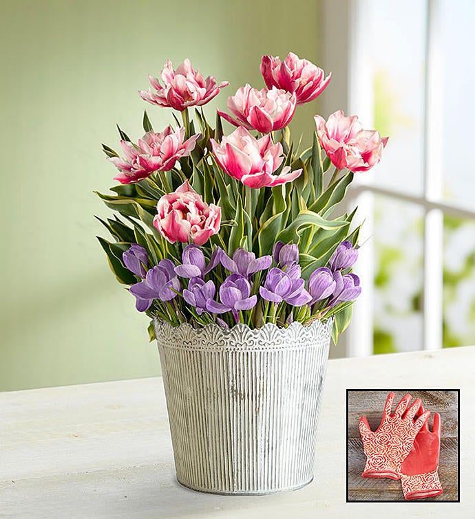 Springtime Tulips & Crocus Garden + Free Gloves