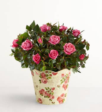 Classic Budding Rose