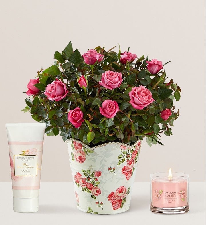 Classic Budding Rose