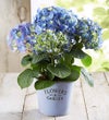 Garden Hydrangea