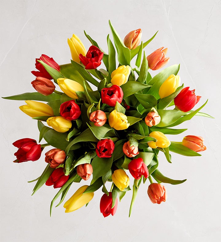 Our Favorite Fall Tulips™