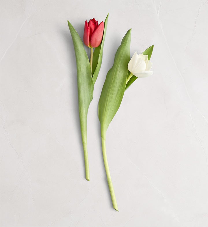 HOLIDAY SUPER RIB ALL-IN-ONE（TULIP） Holiday Tulips™ | 1800Flowers