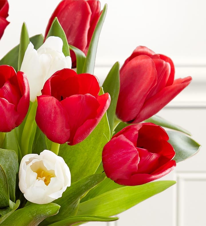 Holiday Tulips 103629