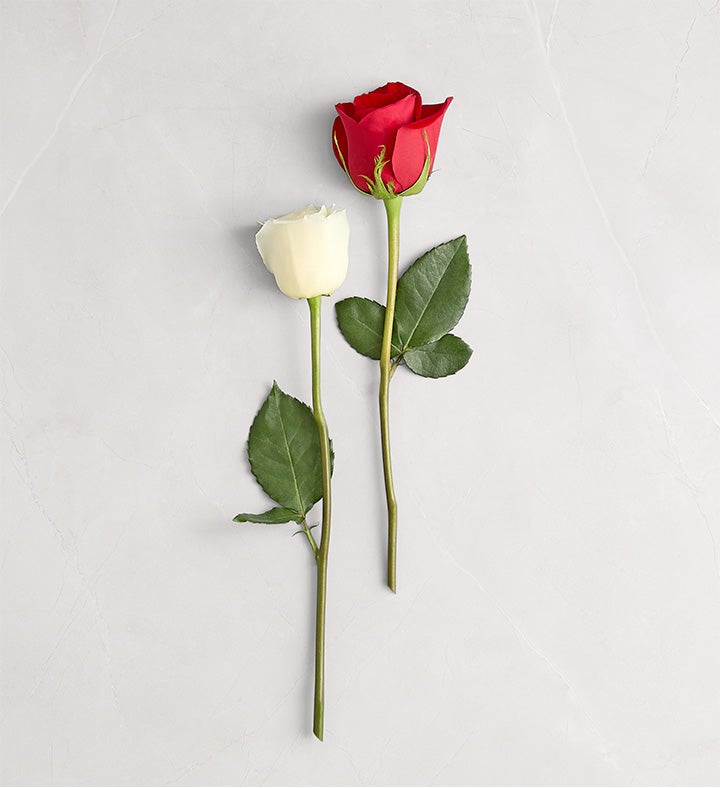 Peppermint Rose Bouquet™ | Red & White Rose Flowers | 1800Flowers