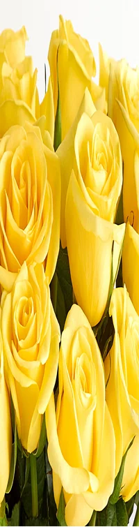 Yellow Roses, 12-24 Stems