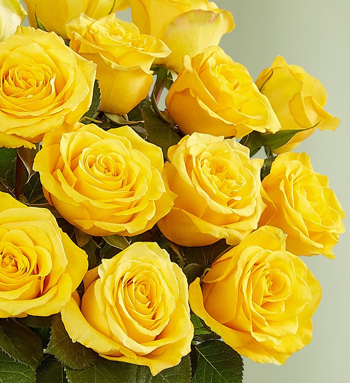 Yellow Roses