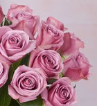 Passion for Purple lovely Roses