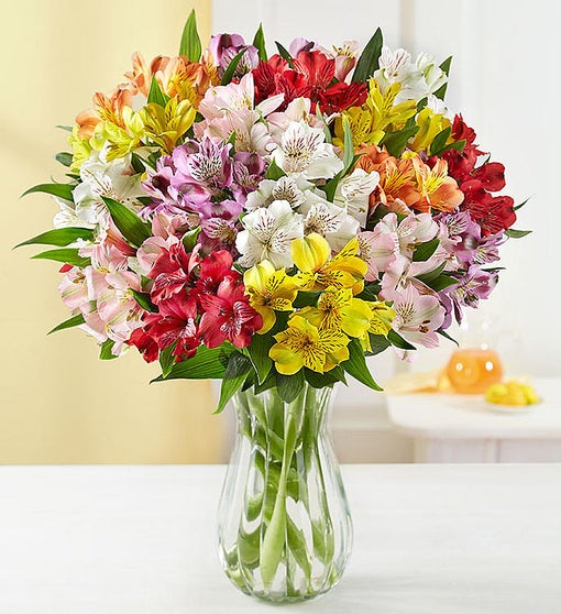 Peruvian Lilies, 50 -100 Blooms