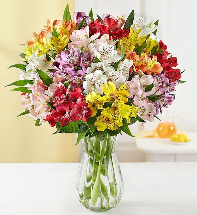 Peruvian Lilies, 50 -100 Blooms