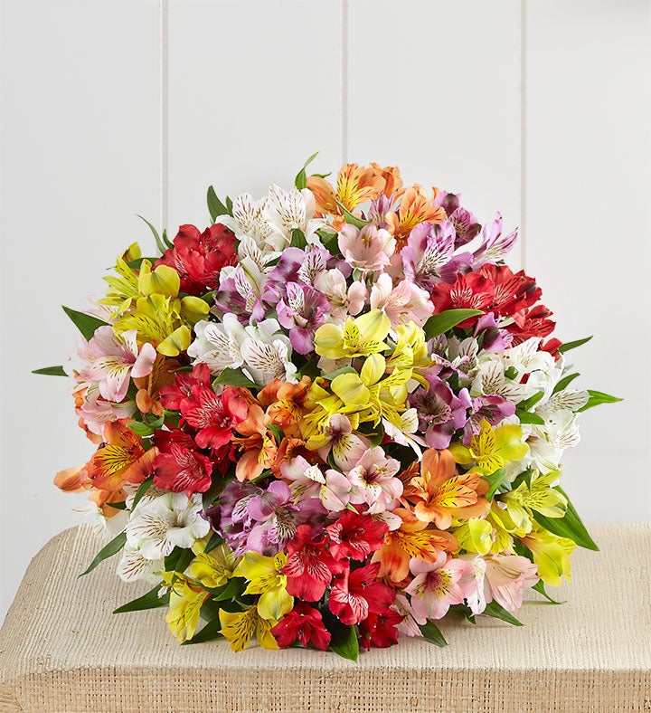 Peruvian Lilies, 50 -100 Blooms