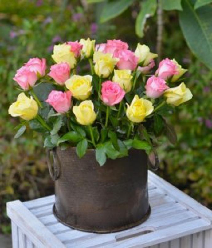 Two Dozen Pink & Yellow Combination Roses