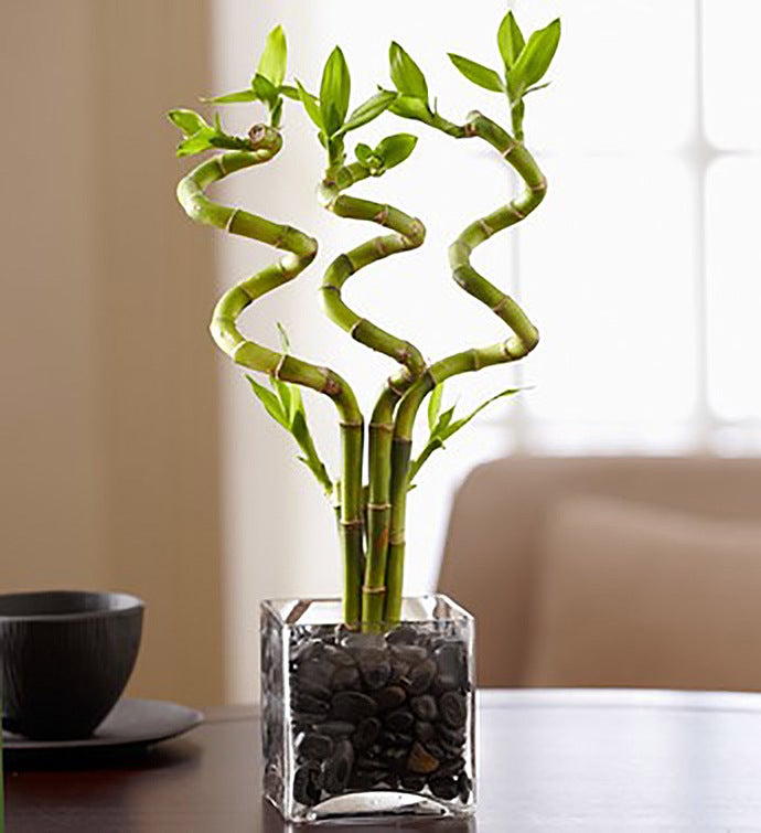 Curly Bamboo Plant