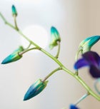 Ocean Breeze Orchids